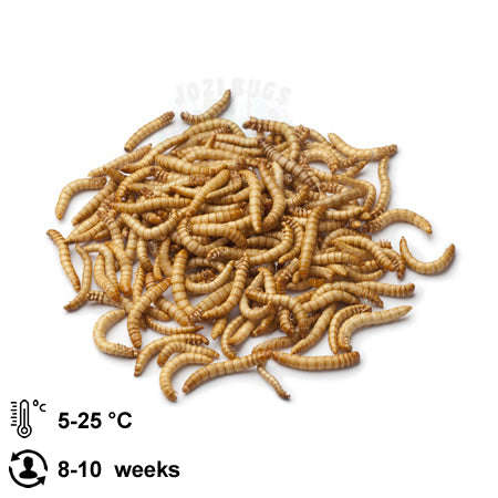 Mealworms - 50g