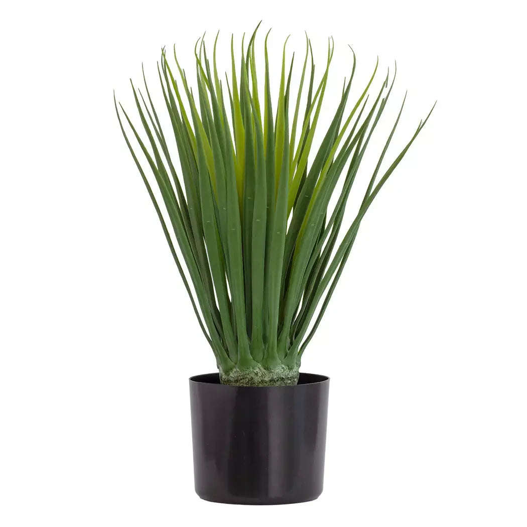 Dragon Tree Bulb - 56cm