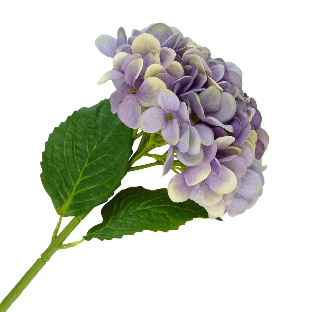 Hydrangea - Lilac Purple