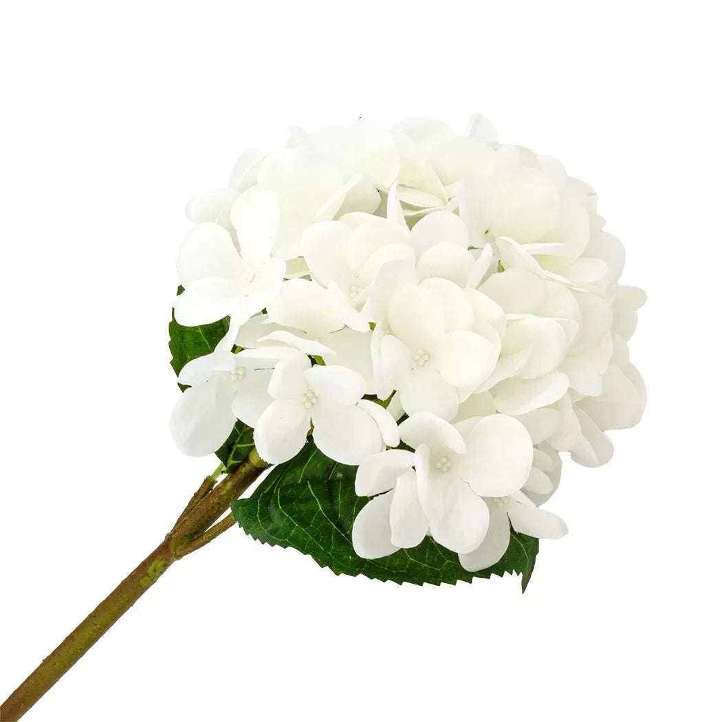 Hydrangea - White
