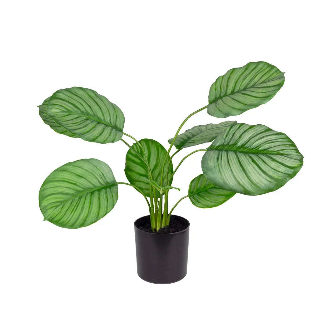 Potted Plant - Calatheas 40cm