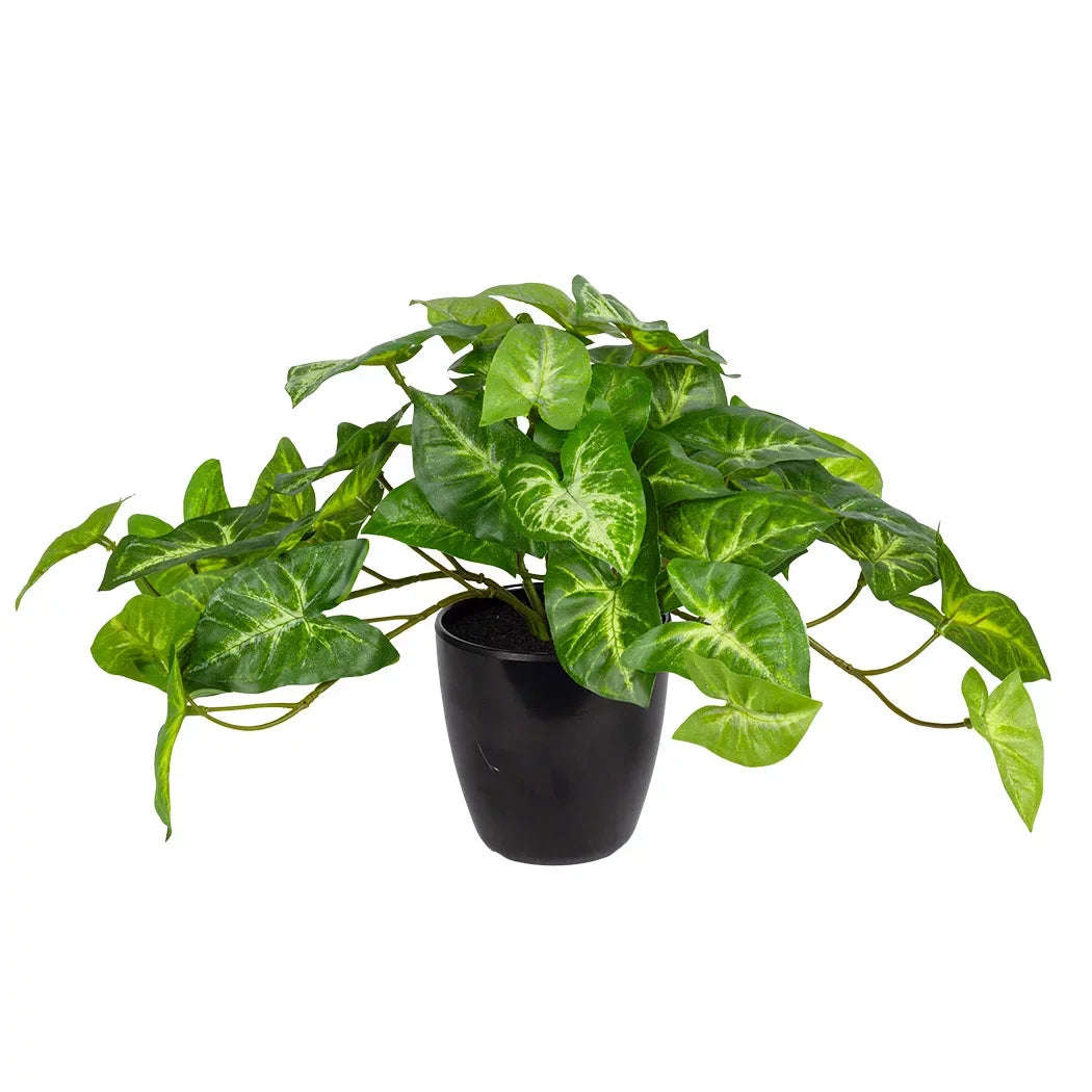 Potted Plant - Syngonium Bush