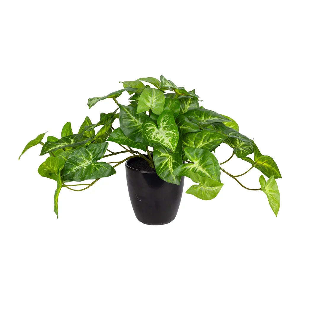 Potted Plant - Syngonium Bush