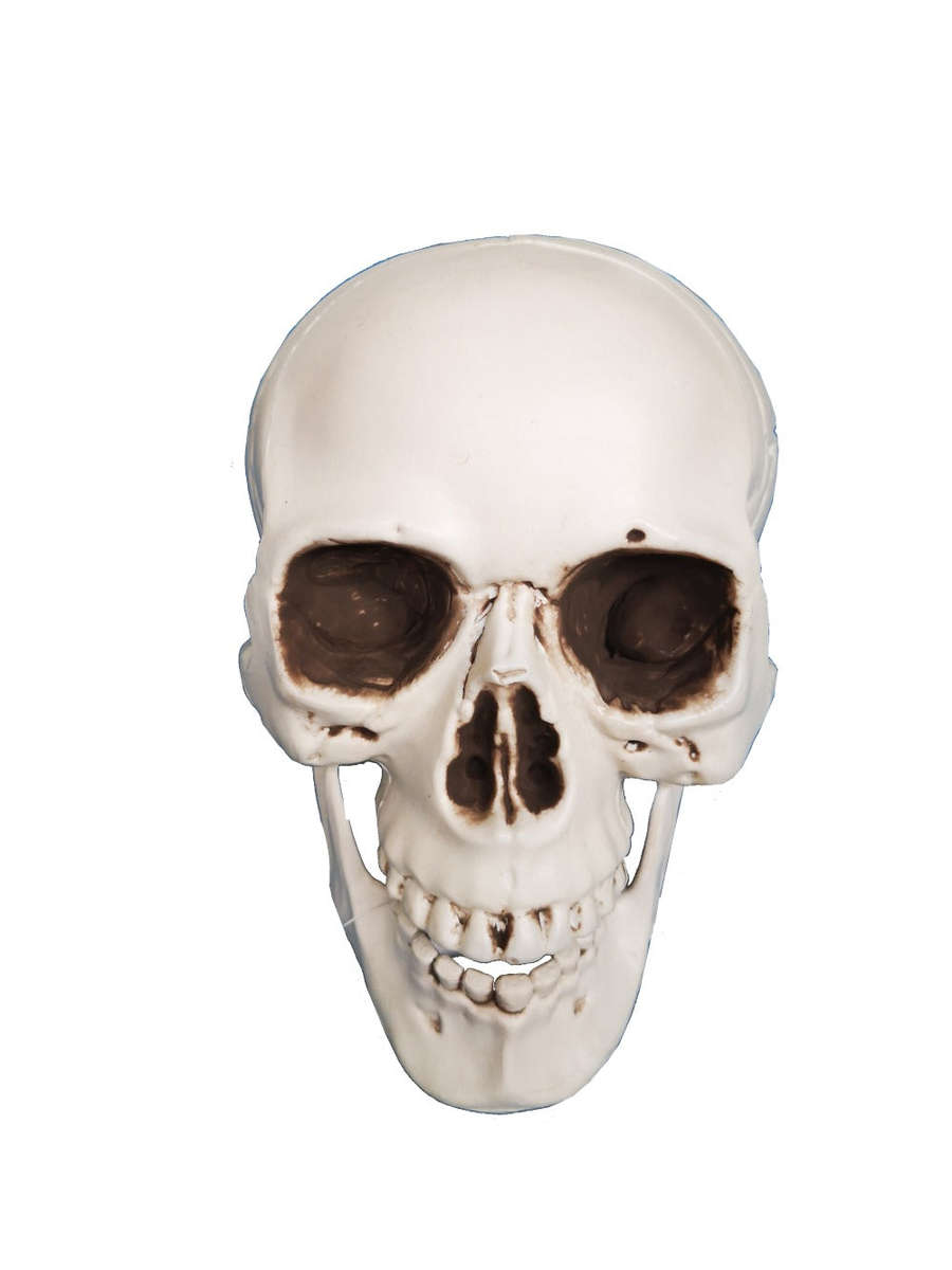 Halloween Skull - Full Size Plastic Skull