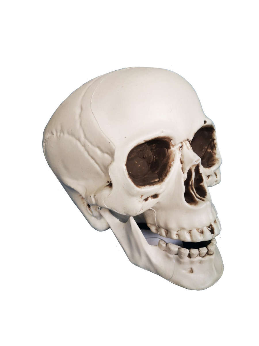 Halloween Skull - Full Size Plastic Skull
