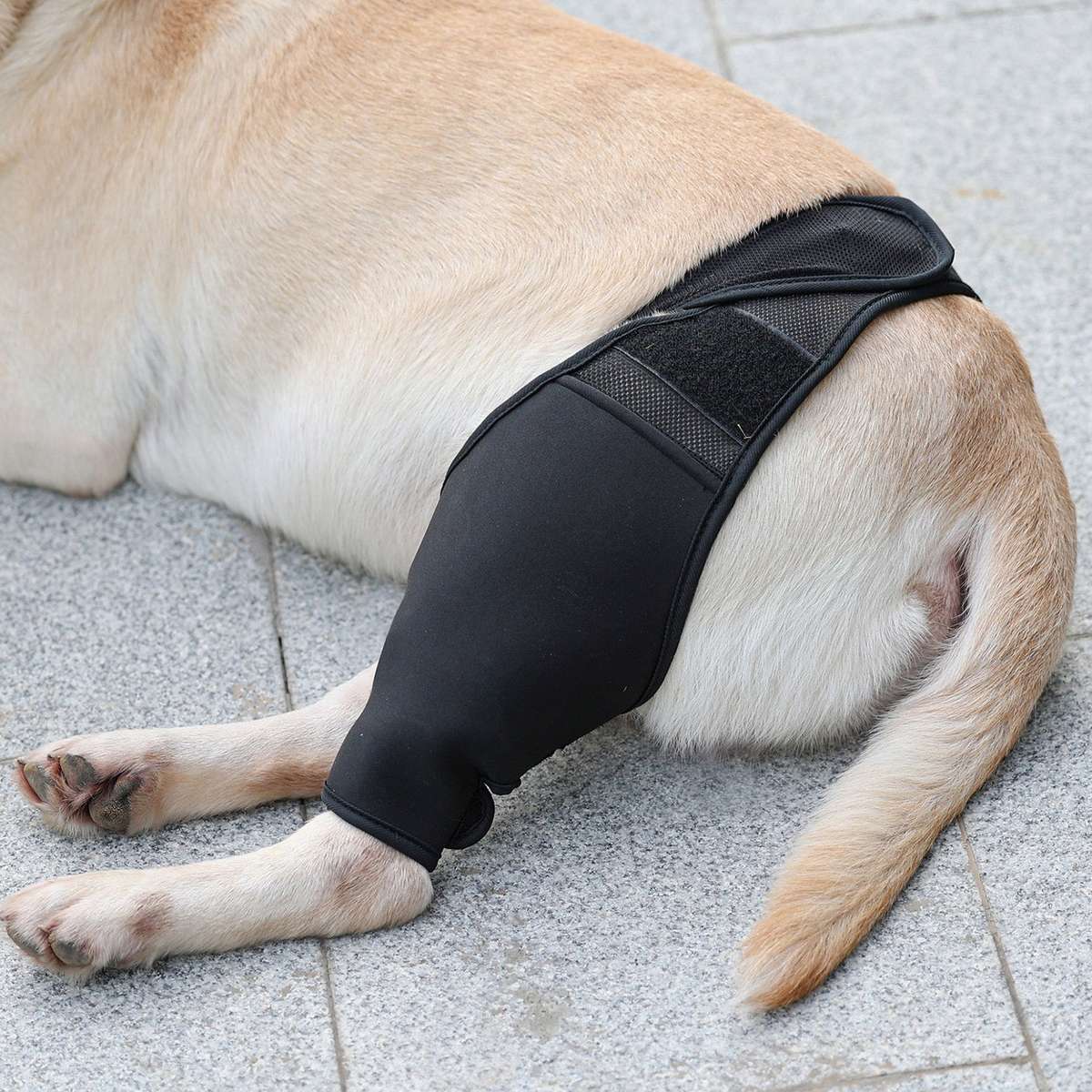 Dog Recovery Sleeve Front Rear Leg Support Brace for Injury Sprain Relieve Pain