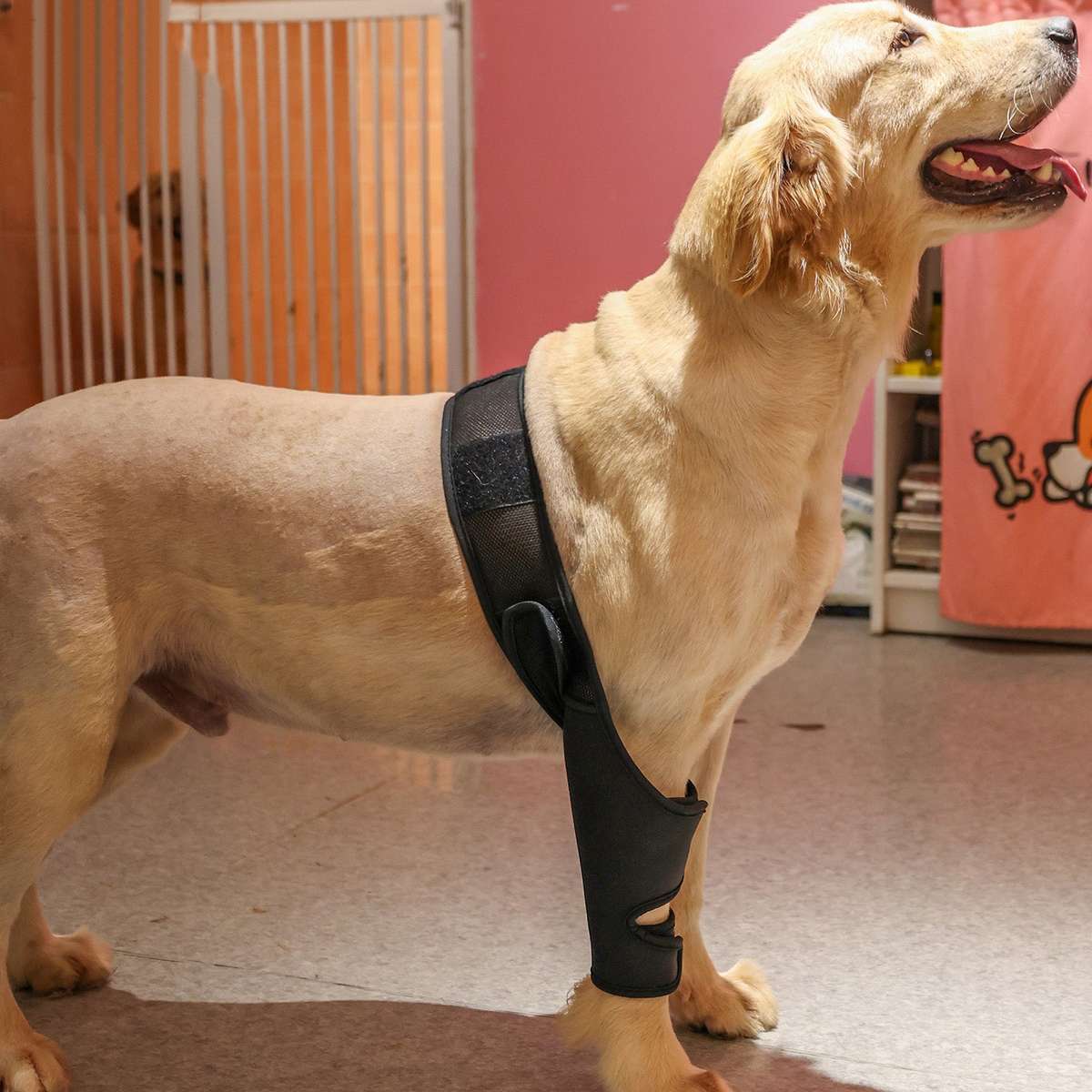Dog Recovery Sleeve Front Rear Leg Support Brace for Injury Sprain Relieve Pain