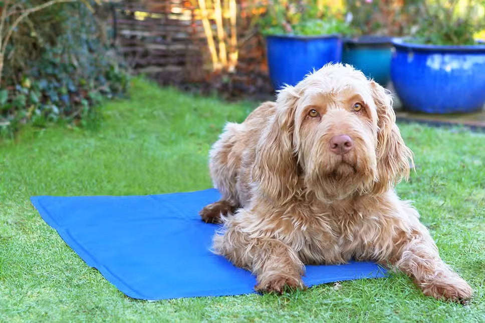 Pet Cooling Mat 40 x 50 cm - Rex