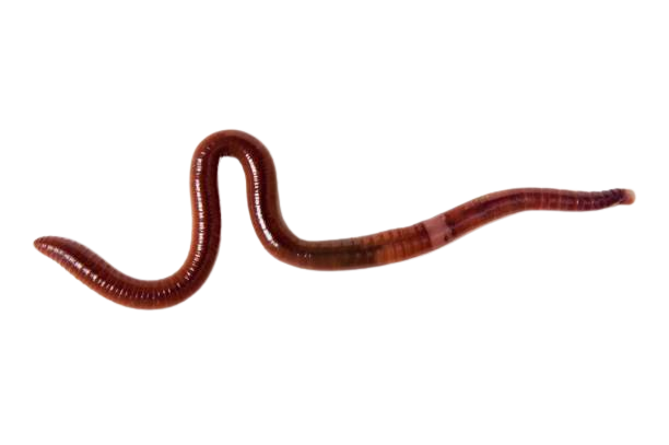 Earthworms