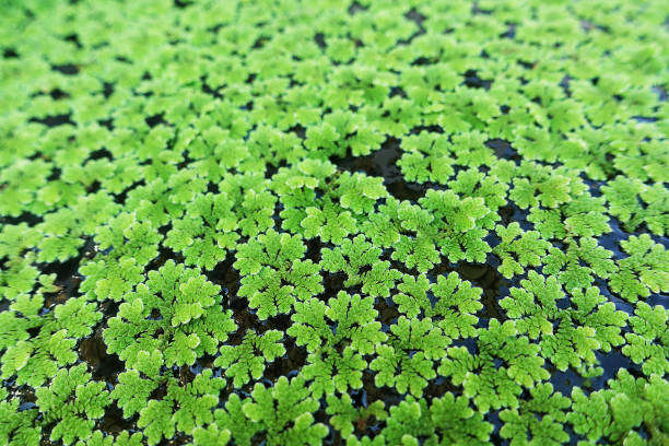 Azolla Floating Plant (Mosquito Fern)-30g