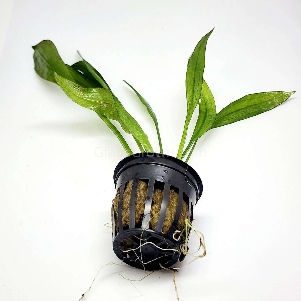 Echinodorus Subulatus Hardy, Grass-Like Sword for Natural Layouts