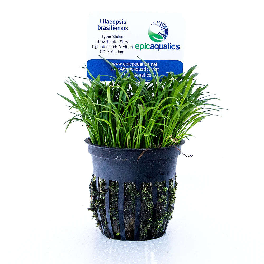 Lilaeopsis brasiliensis  Epic Aquatics