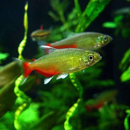 Rathburns Tetra