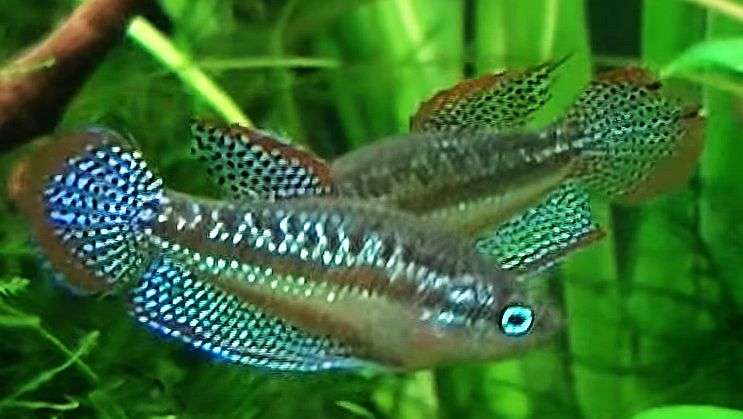 Sparkling Pygmy Gourami