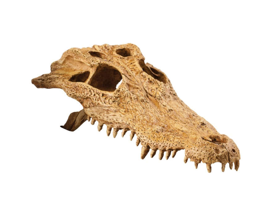 Exo Terra Crocodile Skull (PT-2856)