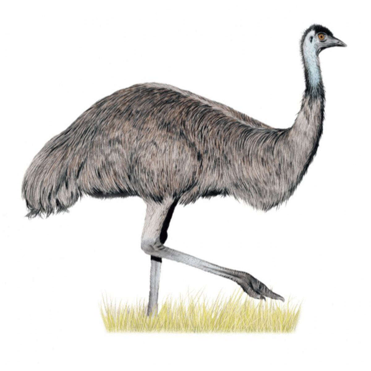 Wingspan: Oceania Expansion