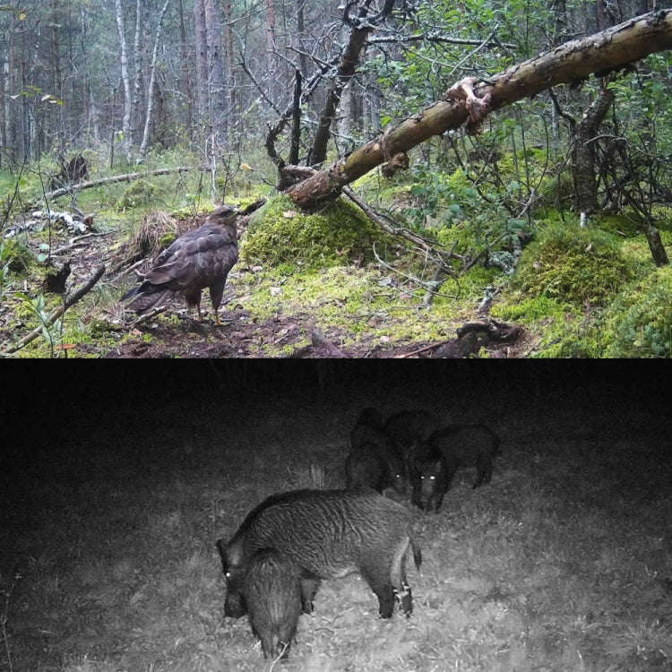20MP 1080P Wild Camera Night Vision MMS Infrared Hunter Camera, HC-350M
