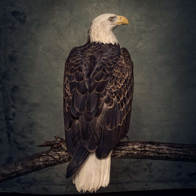 Clutch - Book Of Bad Decisions (Vinyl) (US Import)