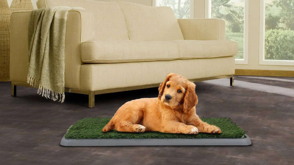 Artificial Grass Training Pad for Dogs  Indoor Toilet Training Pad