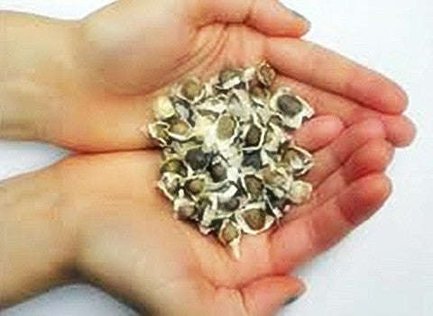 Moringa Seeds  1kg - (3000)