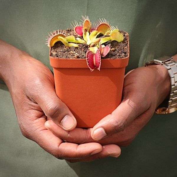 Venus Fly Trap, 'Harlequin.' Special Import.