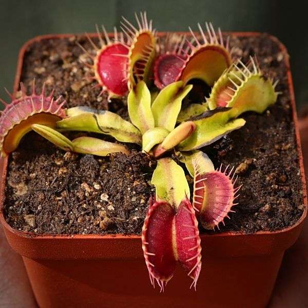 Venus Fly Trap, 'Harlequin.' Special Import.