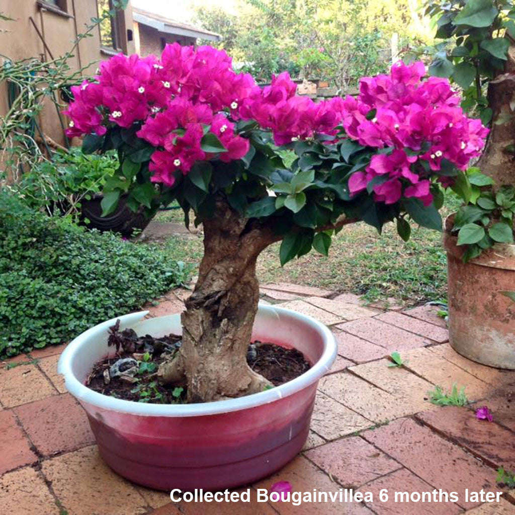 BonsaiBoost, Organic Bonsai Fertilizer - Single bag containing 20 x 12g sachet