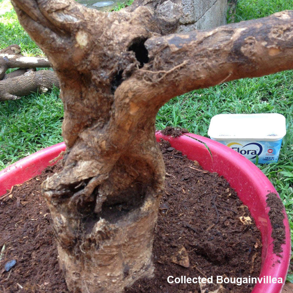 BonsaiBoost, Organic Bonsai Fertilizer - Single bag containing 20 x 12g sachet