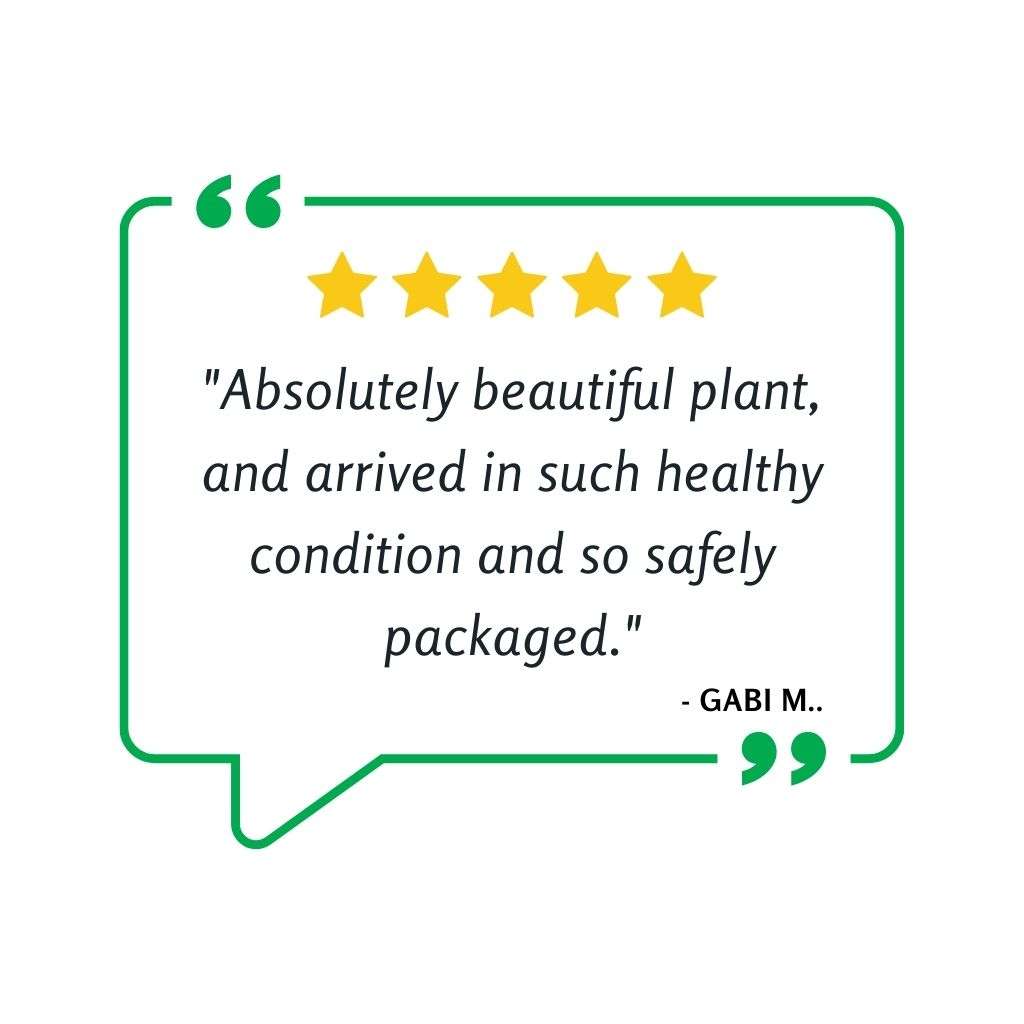 Tropical Pitcher, Nepenthes 'Tootles'