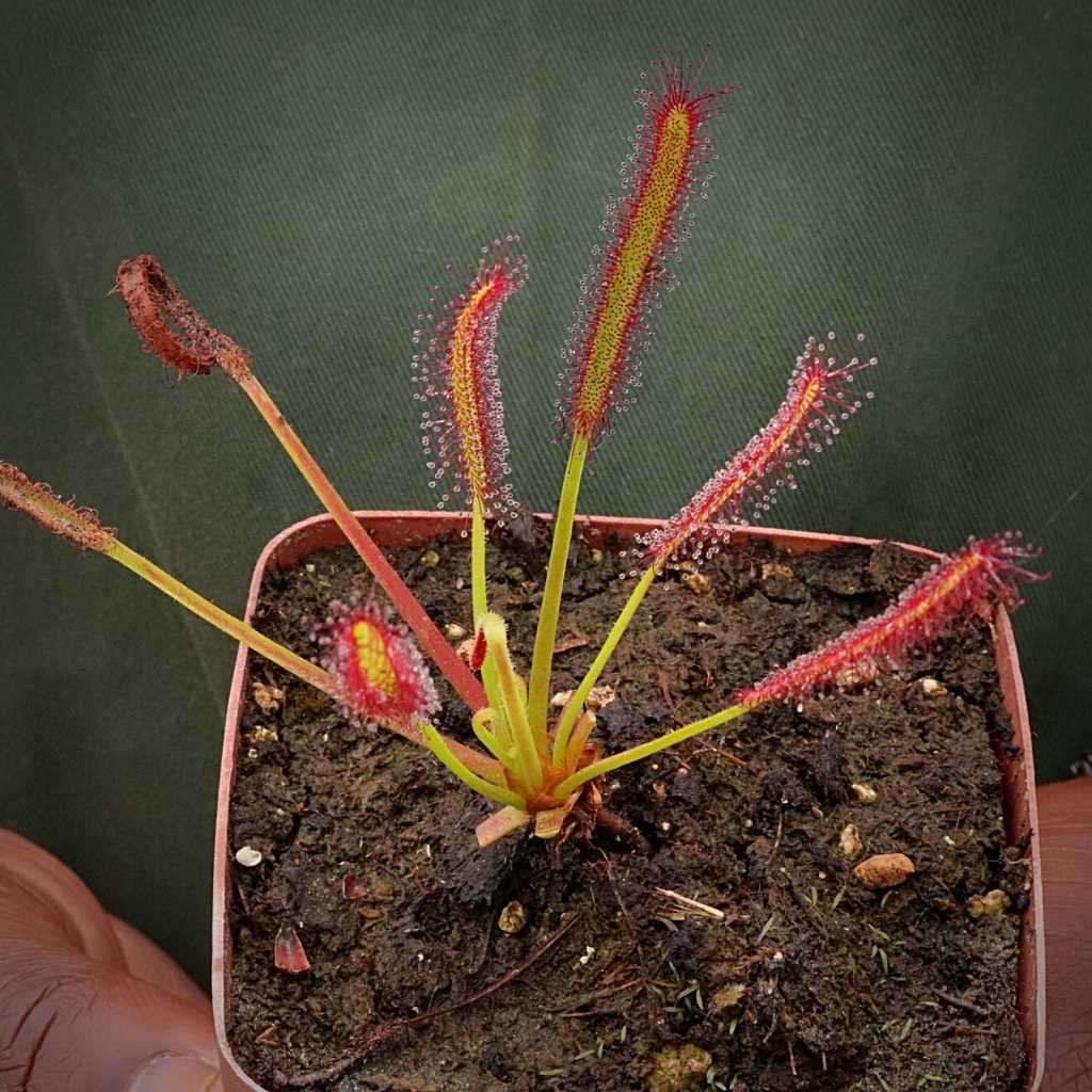 Sundew, Drosera capensis - Broadleaf
