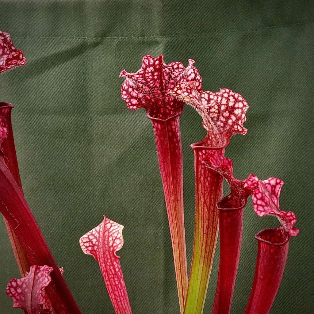 Trumpet Pitcher, Sarracenia 'Yakini' - Young plant in 9cm plastic container
