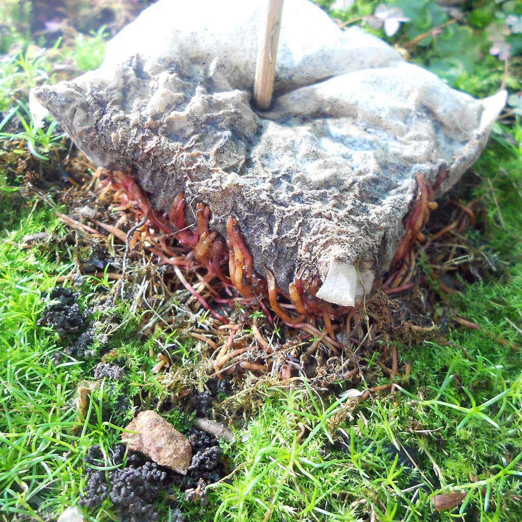 BonsaiBoost, Organic Bonsai Fertilizer - Single bag containing 20 x 12g sachet