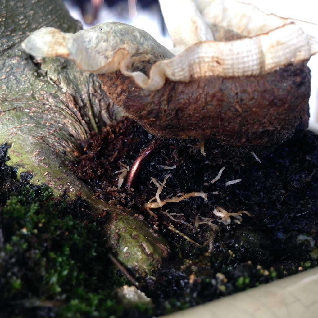 BonsaiBoost, Organic Bonsai Fertilizer - Single bag containing 20 x 12g sachet