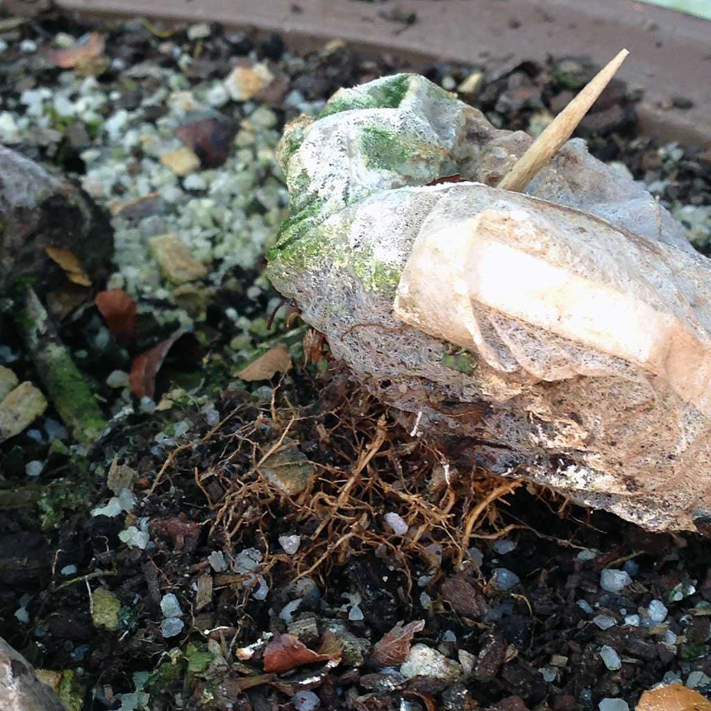 BonsaiBoost, Organic Bonsai Fertilizer - Single bag containing 20 x 12g sachet