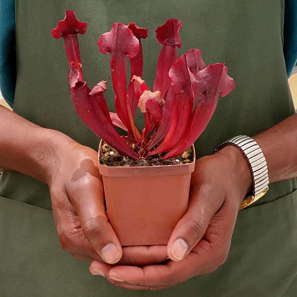 Trumpet Pitcher, Sarracenia Lady - Young plant in 9cm plastic container