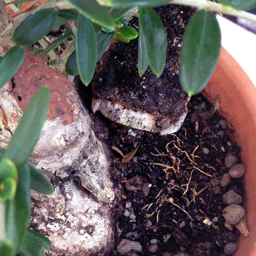 BonsaiBoost, Organic Bonsai Fertilizer - Single bag containing 20 x 12g sachet