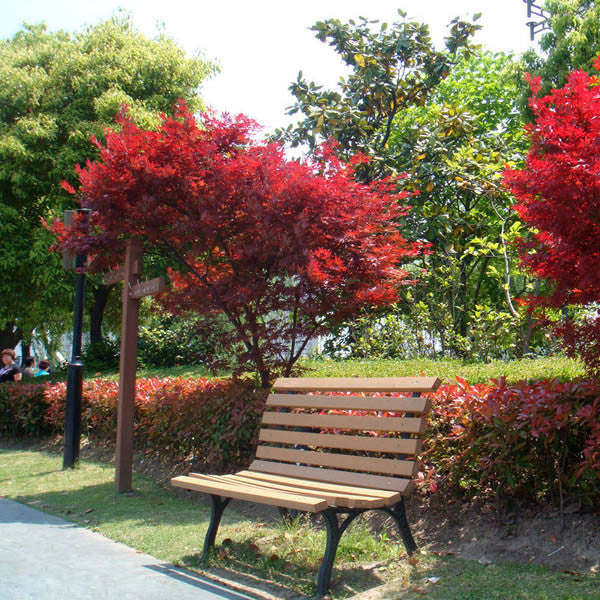 10pcs Red Maple Seeds Plant Tree