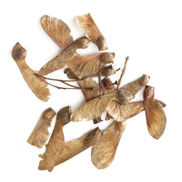 10pcs Red Maple Seeds Plant Tree