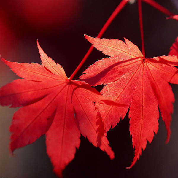 10pcs Red Maple Seeds Plant Tree