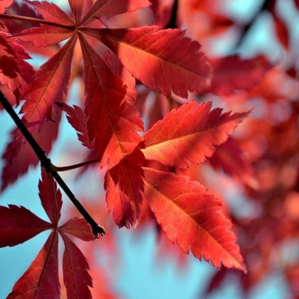 10pcs Red Maple Seeds Plant Tree