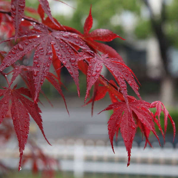 10pcs Red Maple Seeds Plant Tree