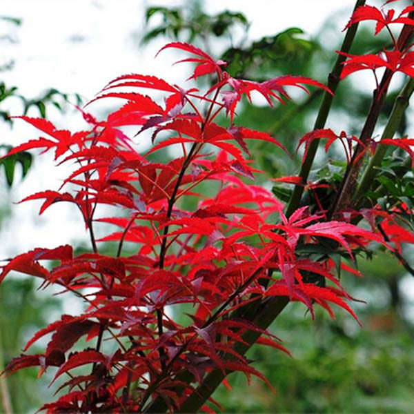 10pcs Red Maple Seeds Plant Tree