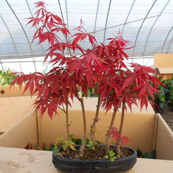 10pcs Red Maple Seeds Plant Tree