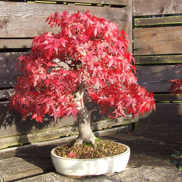 10pcs Red Maple Seeds Plant Tree