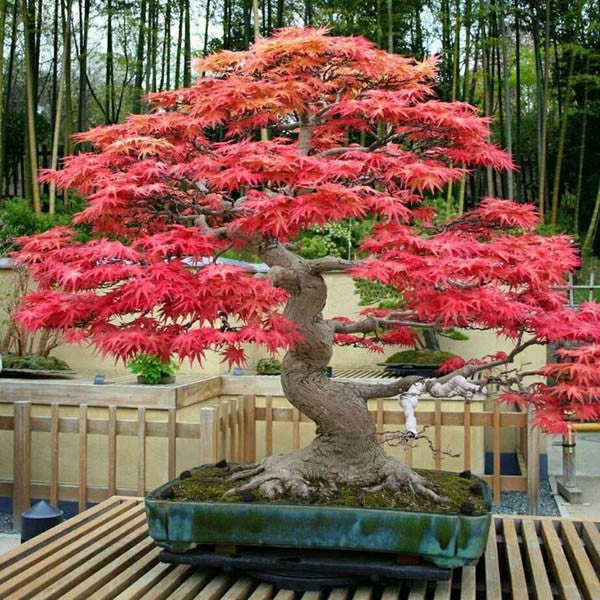 10pcs Red Maple Seeds Plant Tree