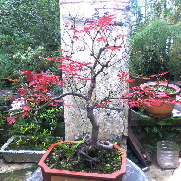 10pcs Red Maple Seeds Plant Tree