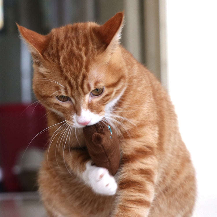2 PCS Teeth Grinding Catnip Toys Funny Interactive Plush Cat Toy Pet Kitten Chewing Toy  Claws Th...