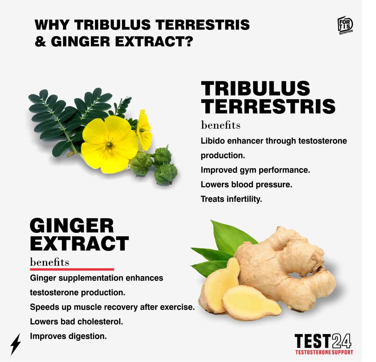 FORTIS NUTRITION Test 24 - 90's
