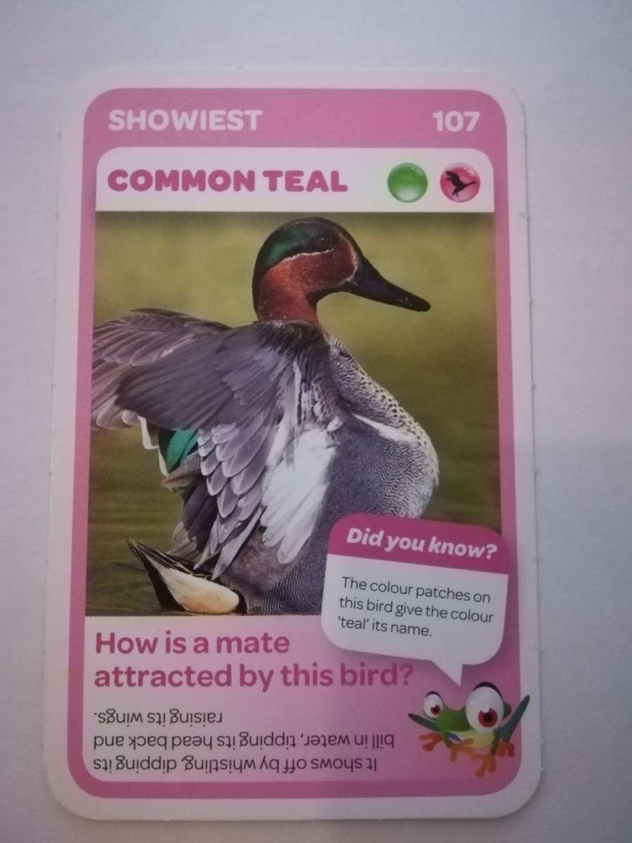 Pick n Pay South African Super Animals (Blue) - Card 107 - Common Teal