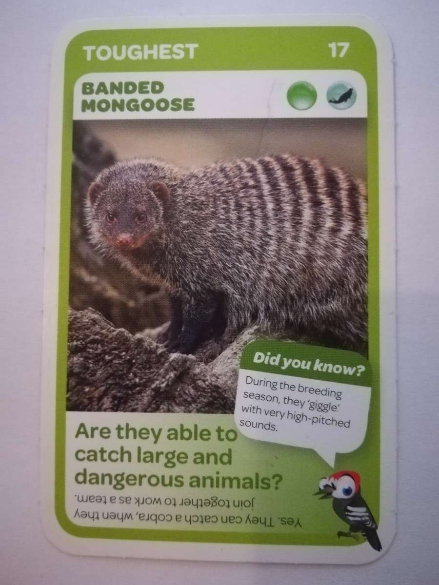 Pick n Pay South African Super Animals (Blue) - Card 17 - Banded Mongoose